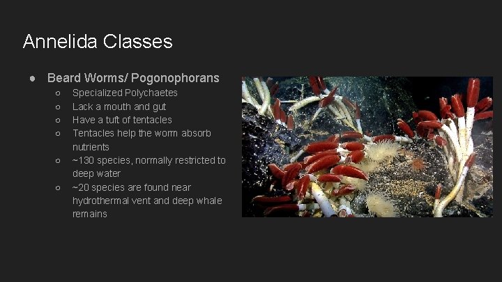Annelida Classes ● Beard Worms/ Pogonophorans ○ ○ ○ Specialized Polychaetes Lack a mouth