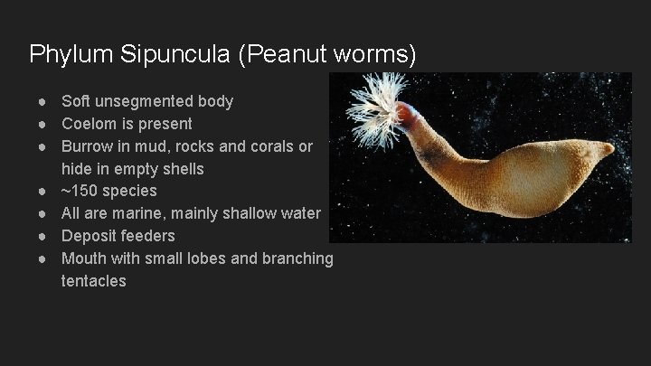 Phylum Sipuncula (Peanut worms) ● Soft unsegmented body ● Coelom is present ● Burrow