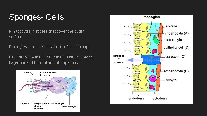 Sponges- Cells Pinacocytes- flat cells that cover the outer surface Porocytes- pore cells that