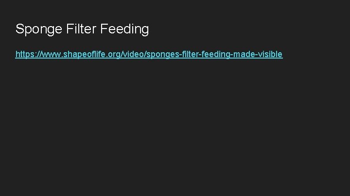 Sponge Filter Feeding https: //www. shapeoflife. org/video/sponges-filter-feeding-made-visible 