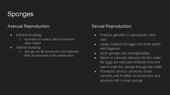 Sponges Asexual Reproduction: ● External Budding○ ● buds form on surface, fall to ocean