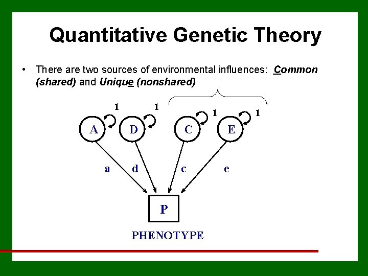 Quantitative Genetic Theory • There are two sources of environmental influences: Common (shared) and