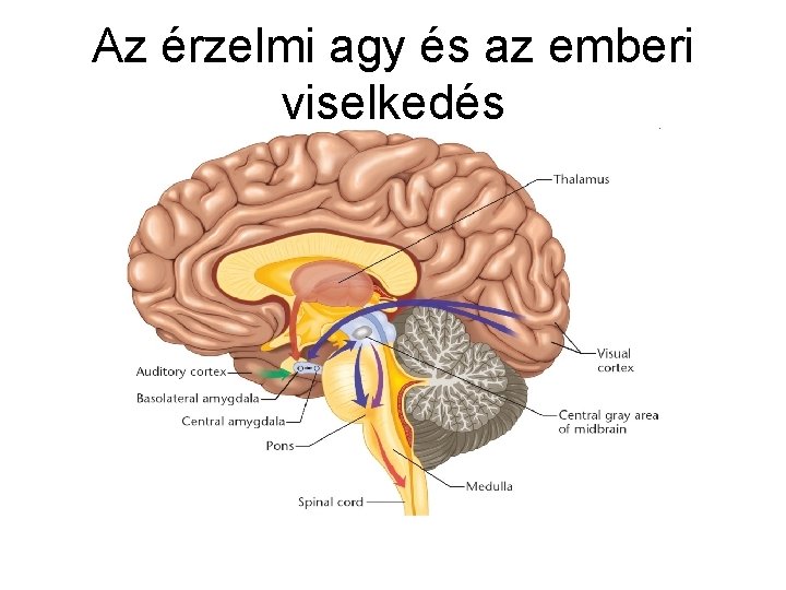 agyi képességek látása)