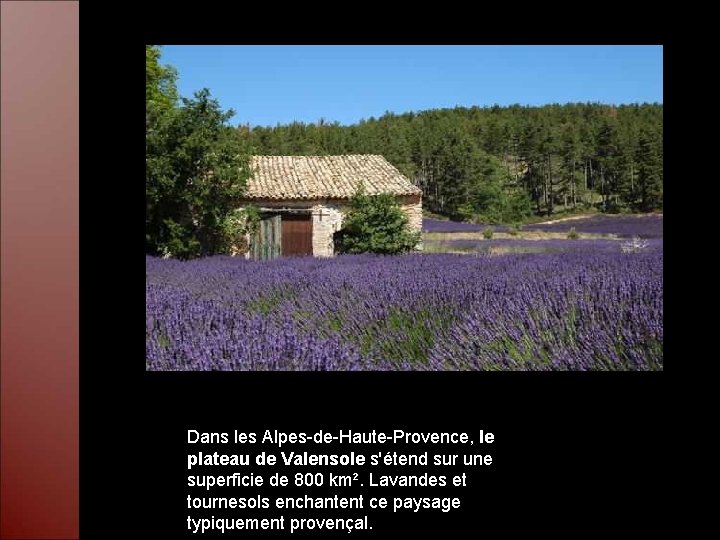 Dans les Alpes-de-Haute-Provence, le plateau de Valensole s'étend sur une superficie de 800 km².