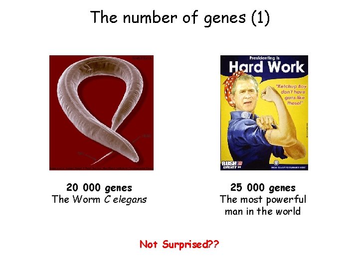 The number of genes (1) 20 000 genes The Worm C elegans 25 000