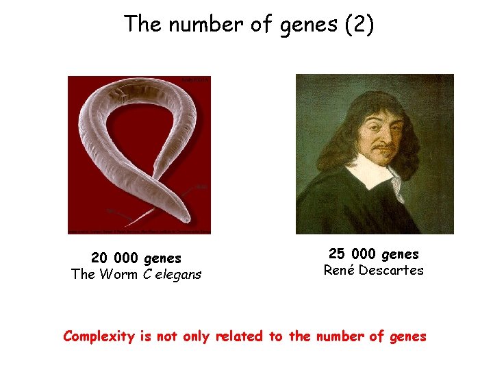 The number of genes (2) 20 000 genes The Worm C elegans 25 000