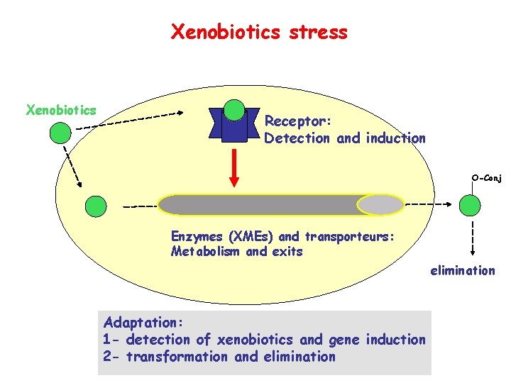 Xenobiotics stress Xenobiotics Receptor: Detection and induction O-Conj Enzymes (XMEs) and transporteurs: Metabolism and