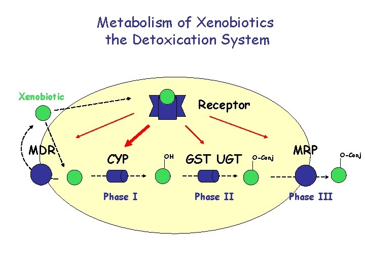 Metabolism of Xenobiotics the Detoxication System Xenobiotic MDR Receptor CYP Phase I OH GST