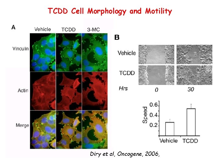 TCDD Cell Morphology and Motility Diry et al, Oncogene, 2006, 