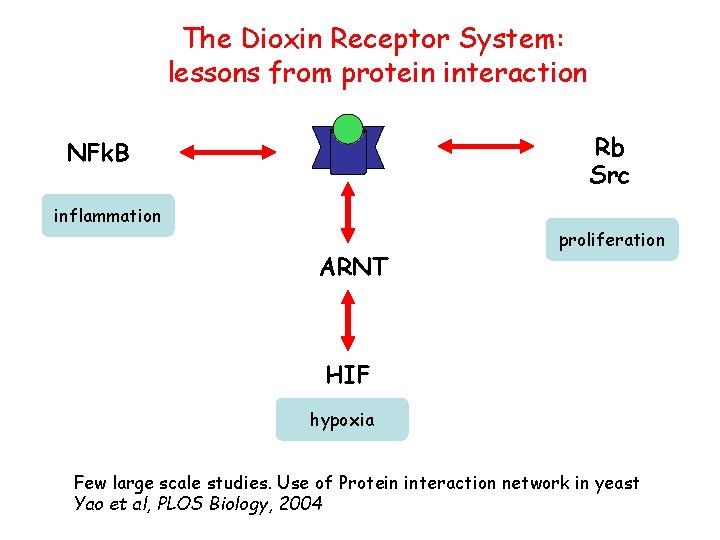 The Dioxin Receptor System: lessons from protein interaction Rb Src NFk. B inflammation ARNT