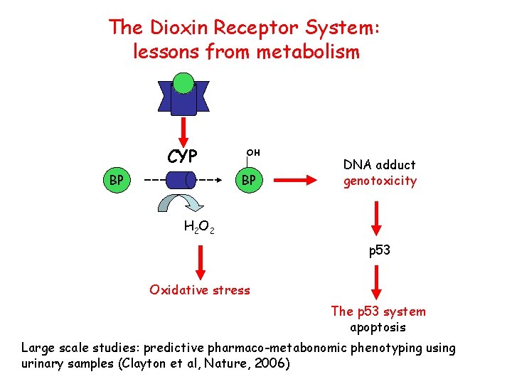 The Dioxin Receptor System: lessons from metabolism CYP BP OH BP DNA adduct genotoxicity