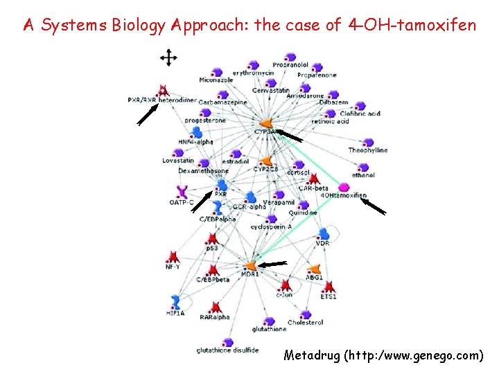 A Systems Biology Approach: the case of 4 -OH-tamoxifen Metadrug (http: /www. genego. com)