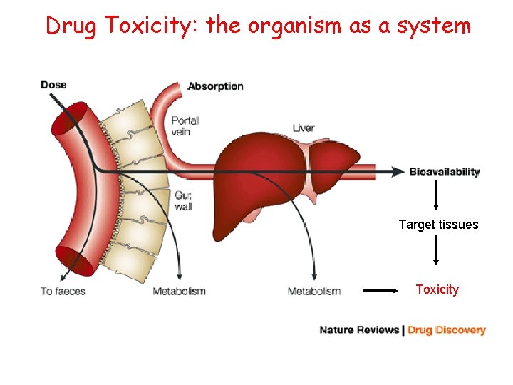 Drug Toxicity: the organism as a system Target tissues Toxicity 