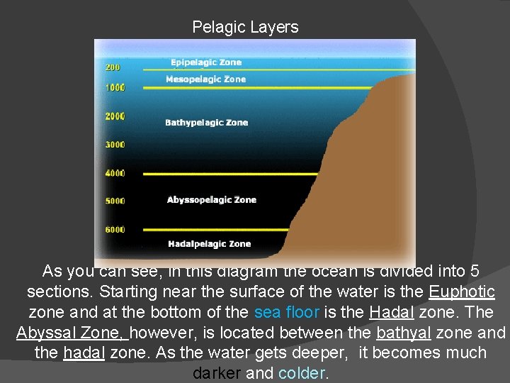 Pelagic Layers As you can see, in this diagram the ocean is divided into