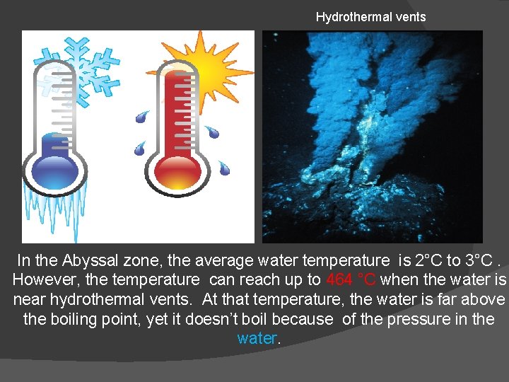 Hydrothermal vents In the Abyssal zone, the average water temperature is 2°C to 3°C.