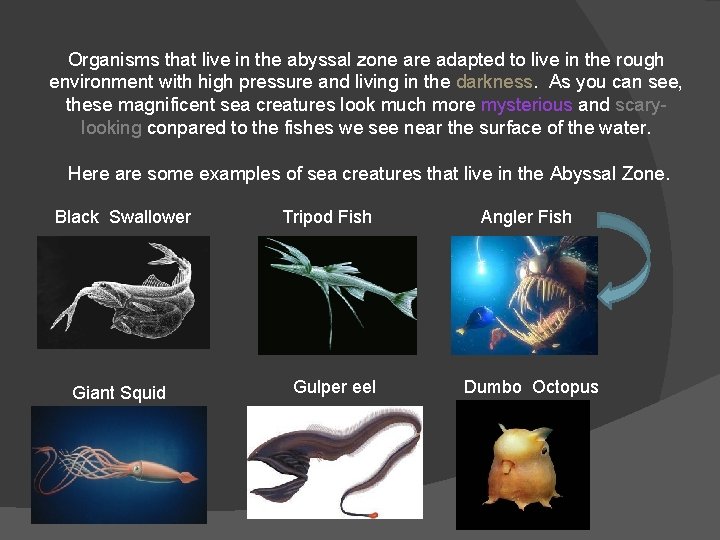 Organisms that live in the abyssal zone are adapted to live in the rough