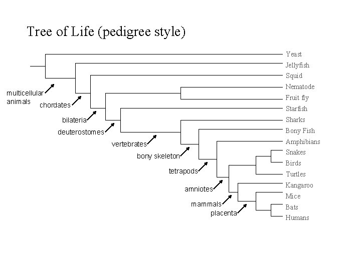 Tree of Life (pedigree style) Yeast Jellyfish Squid Nematode multicellular animals chordates Fruit fly