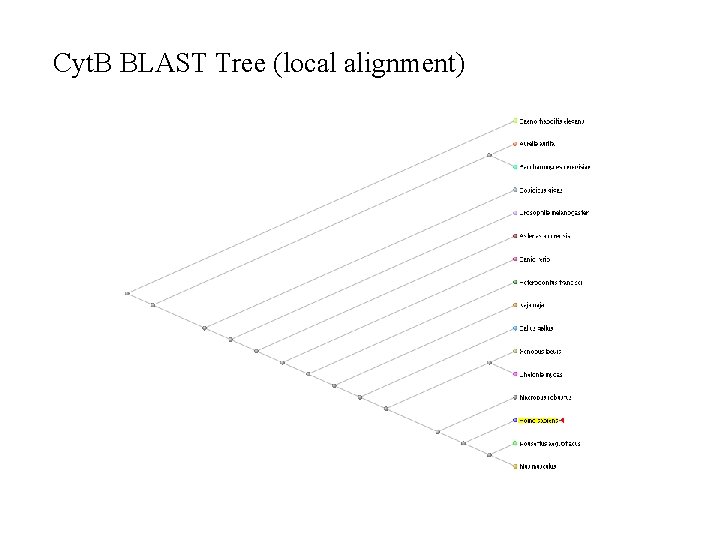 Cyt. B BLAST Tree (local alignment) 