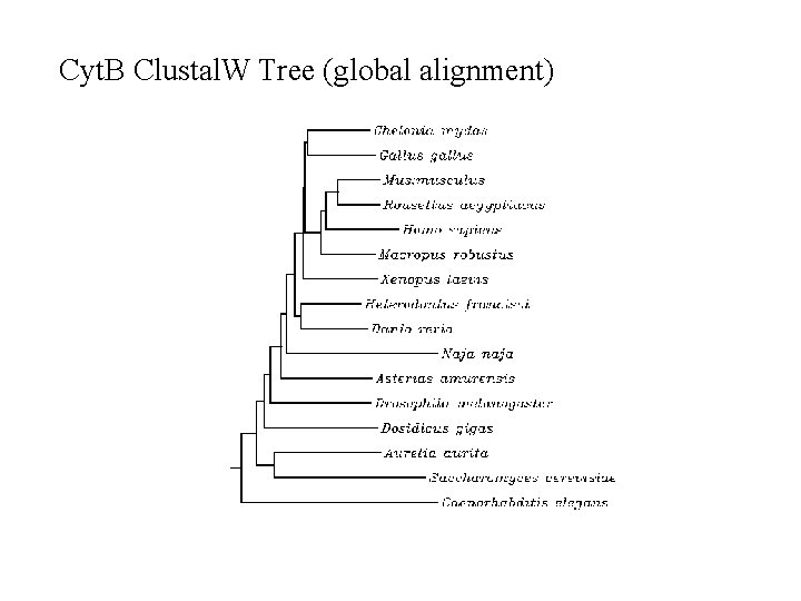 Cyt. B Clustal. W Tree (global alignment) 