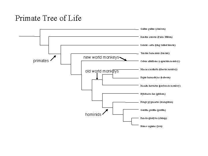 Primate Tree of Life Gallus gallus (chicken) Bardus aureus (Paris Hilton) Lemur catta (ring-tailed