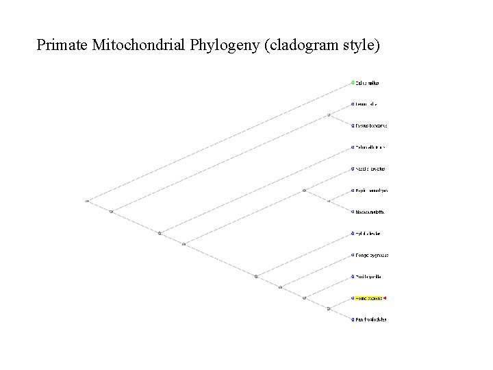 Primate Mitochondrial Phylogeny (cladogram style) 