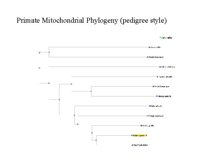 Primate Mitochondrial Phylogeny (pedigree style) 