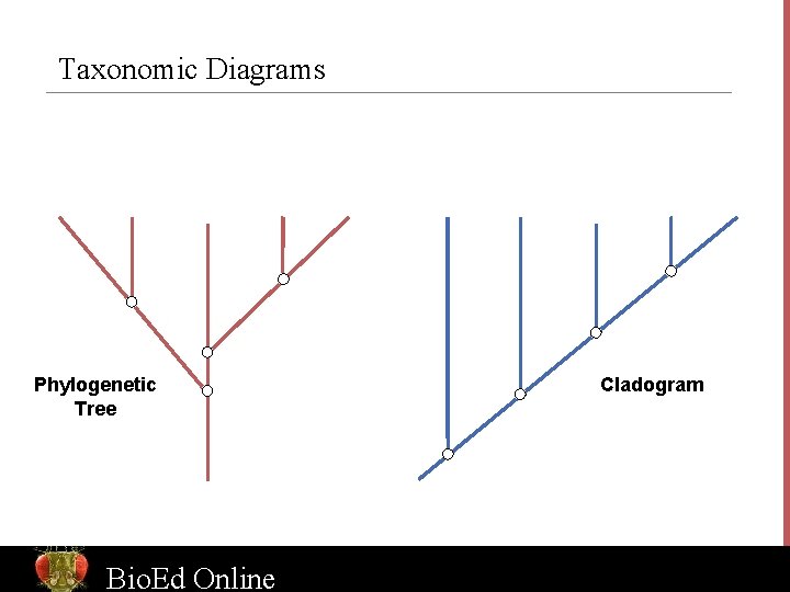 Taxonomic Diagrams Phylogenetic Tree Bio. Ed Online Cladogram www. Bio. Ed. Online. org 