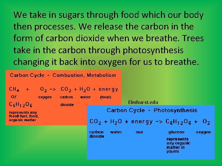 We take in sugars through food which our body then processes. We release the