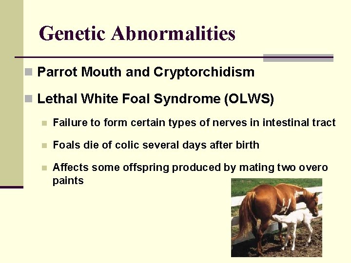 Genetic Abnormalities n Parrot Mouth and Cryptorchidism n Lethal White Foal Syndrome (OLWS) n
