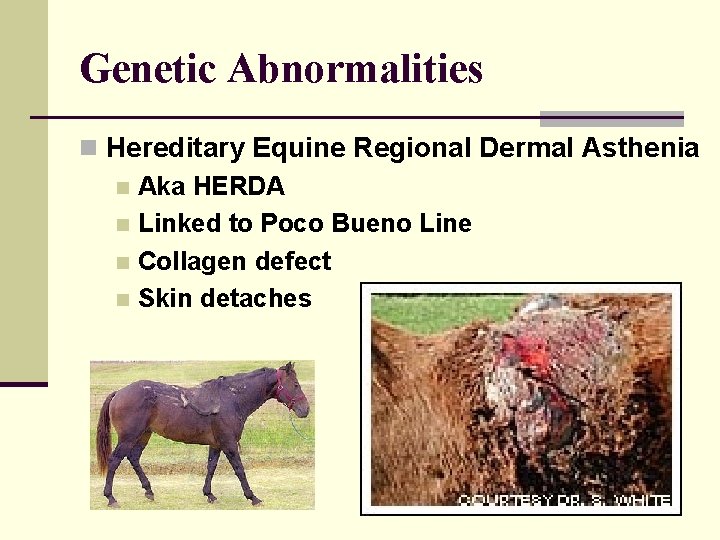 Genetic Abnormalities n Hereditary Equine Regional Dermal Asthenia n Aka HERDA n Linked to