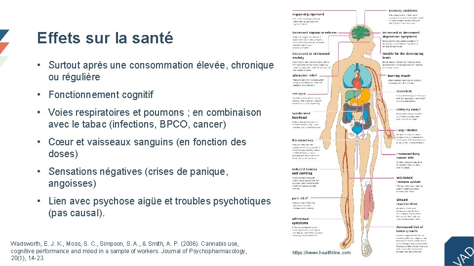Effets sur la santé • Surtout après une consommation élevée, chronique ou régulière •