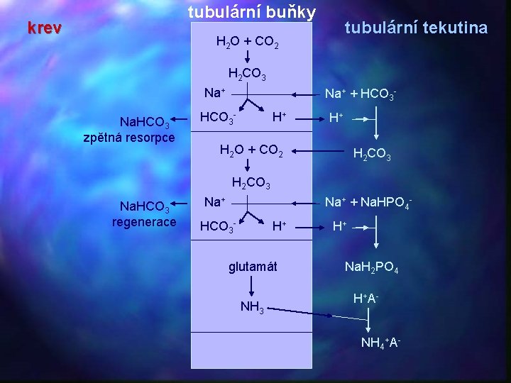 tubulární buňky krev tubulární tekutina H 2 O + CO 2 H 2 CO