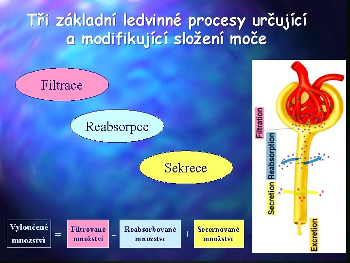 Tři základní ledvinné procesy určující a modifikující složení moče Filtrace Reabsorpce Sekrece Vyloučené množství