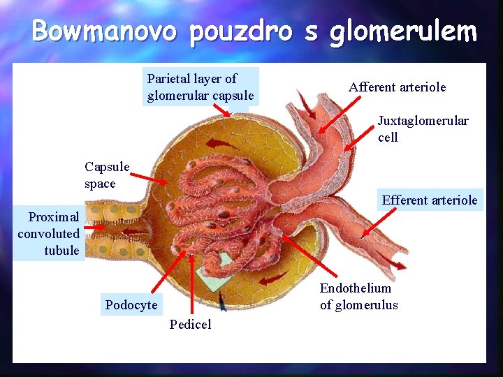 Bowmanovo pouzdro s glomerulem Parietal layer of glomerular capsule Afferent arteriole Juxtaglomerular cell Capsule