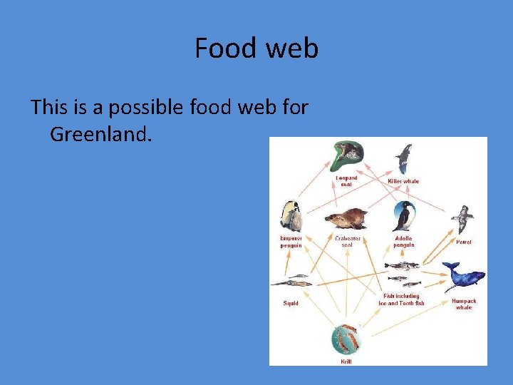 Food web This is a possible food web for Greenland. 