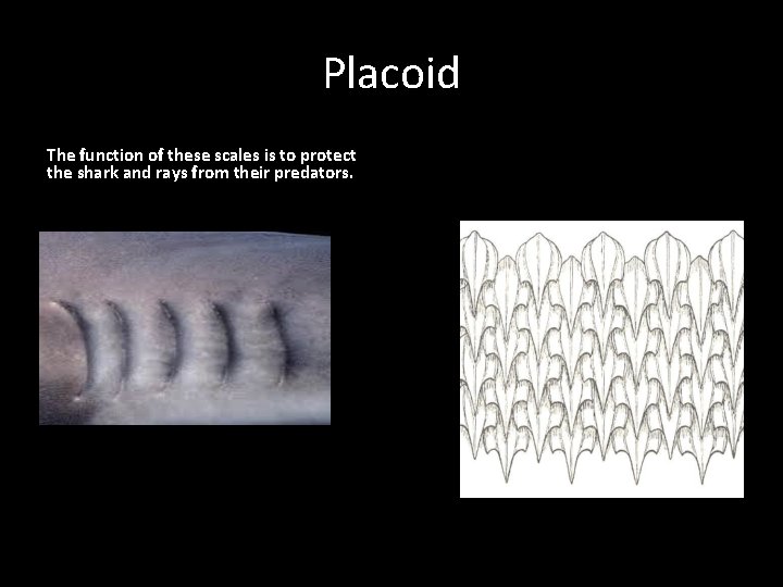 Placoid The function of these scales is to protect the shark and rays from