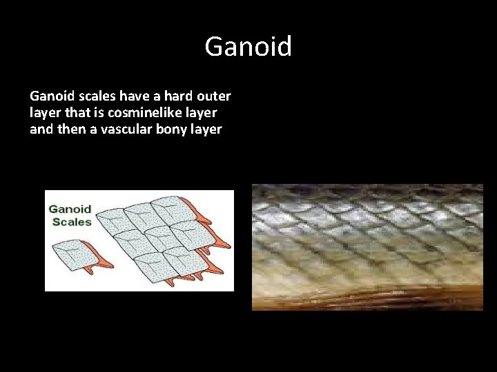 Ganoid scales have a hard outer layer that is cosminelike layer and then a
