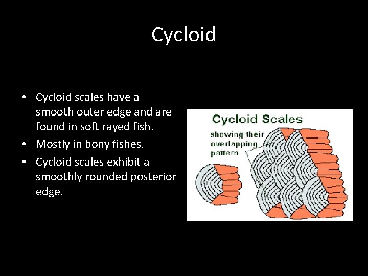 Cycloid • Cycloid scales have a smooth outer edge and are found in soft