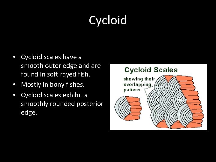 Cycloid • Cycloid scales have a smooth outer edge and are found in soft