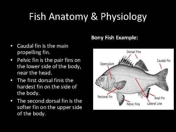 Fish Anatomy & Physiology Bony Fish Example: • Caudal fin is the main propelling