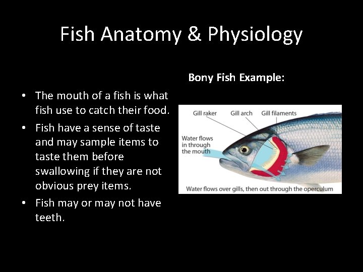 Fish Anatomy & Physiology Bony Fish Example: • The mouth of a fish is