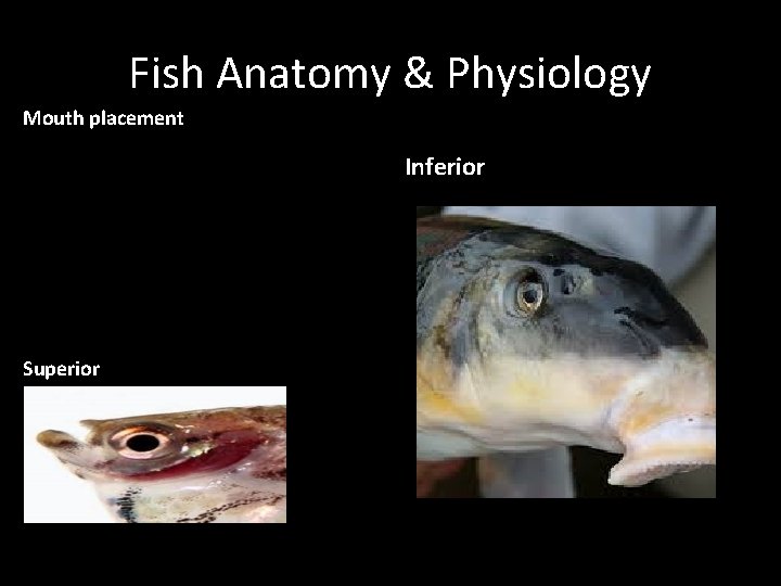 Fish Anatomy & Physiology Mouth placement Inferior Superior 