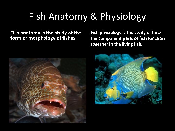 Fish Anatomy & Physiology Fish anatomy is the study of the form or morphology
