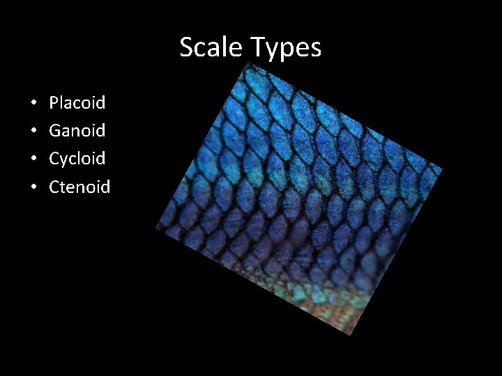 Scale Types • • Placoid Ganoid Cycloid Ctenoid 