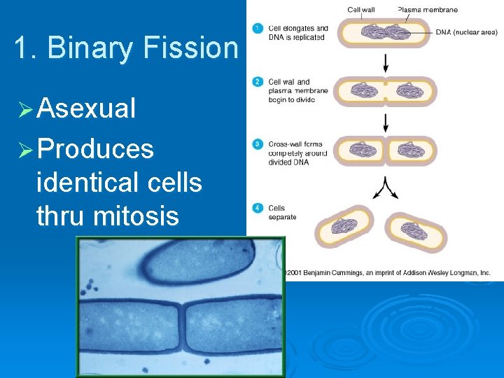 1. Binary Fission Ø Asexual Ø Produces identical cells thru mitosis 