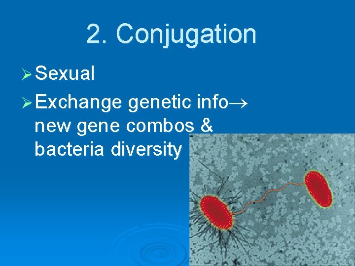 2. Conjugation Ø Sexual Ø Exchange genetic info new gene combos & bacteria diversity