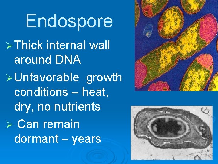 Endospore Ø Thick internal wall around DNA Ø Unfavorable growth conditions – heat, dry,
