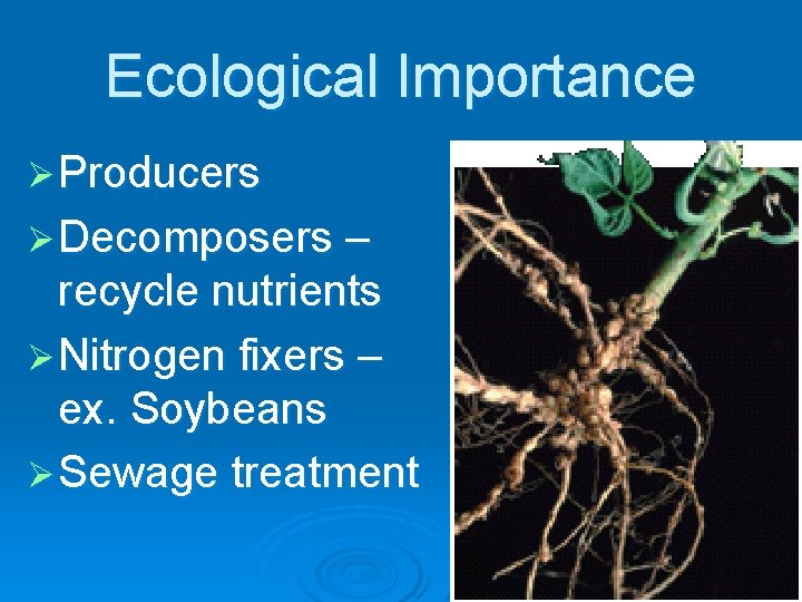 Ecological Importance Ø Producers Ø Decomposers – recycle nutrients Ø Nitrogen fixers – ex.