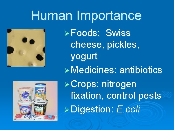 Human Importance Ø Foods: Swiss cheese, pickles, yogurt Ø Medicines: antibiotics Ø Crops: nitrogen