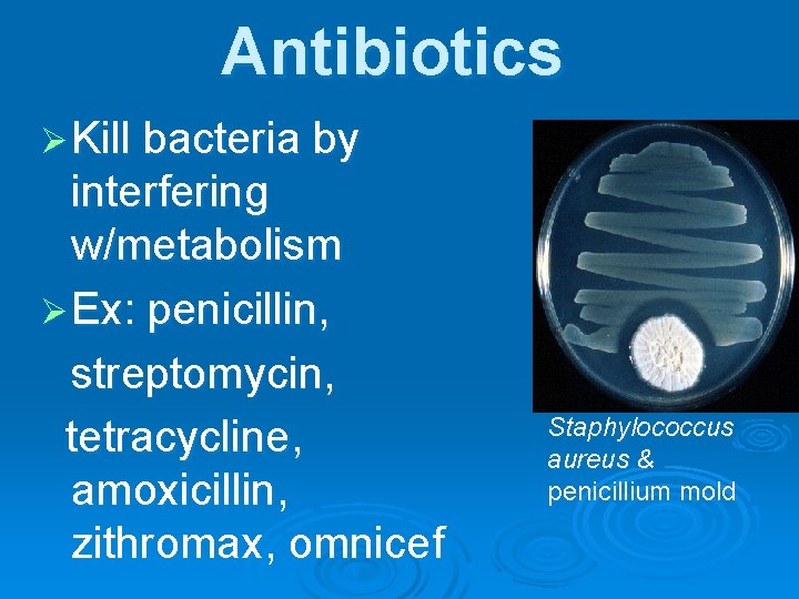 Antibiotics Ø Kill bacteria by interfering w/metabolism Ø Ex: penicillin, streptomycin, tetracycline, amoxicillin, zithromax,